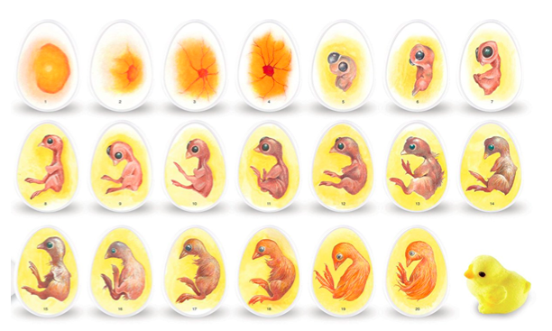 我准备了小鸡孵化过程图,希望小朋友们能形象地看到小鸡在蛋壳里是