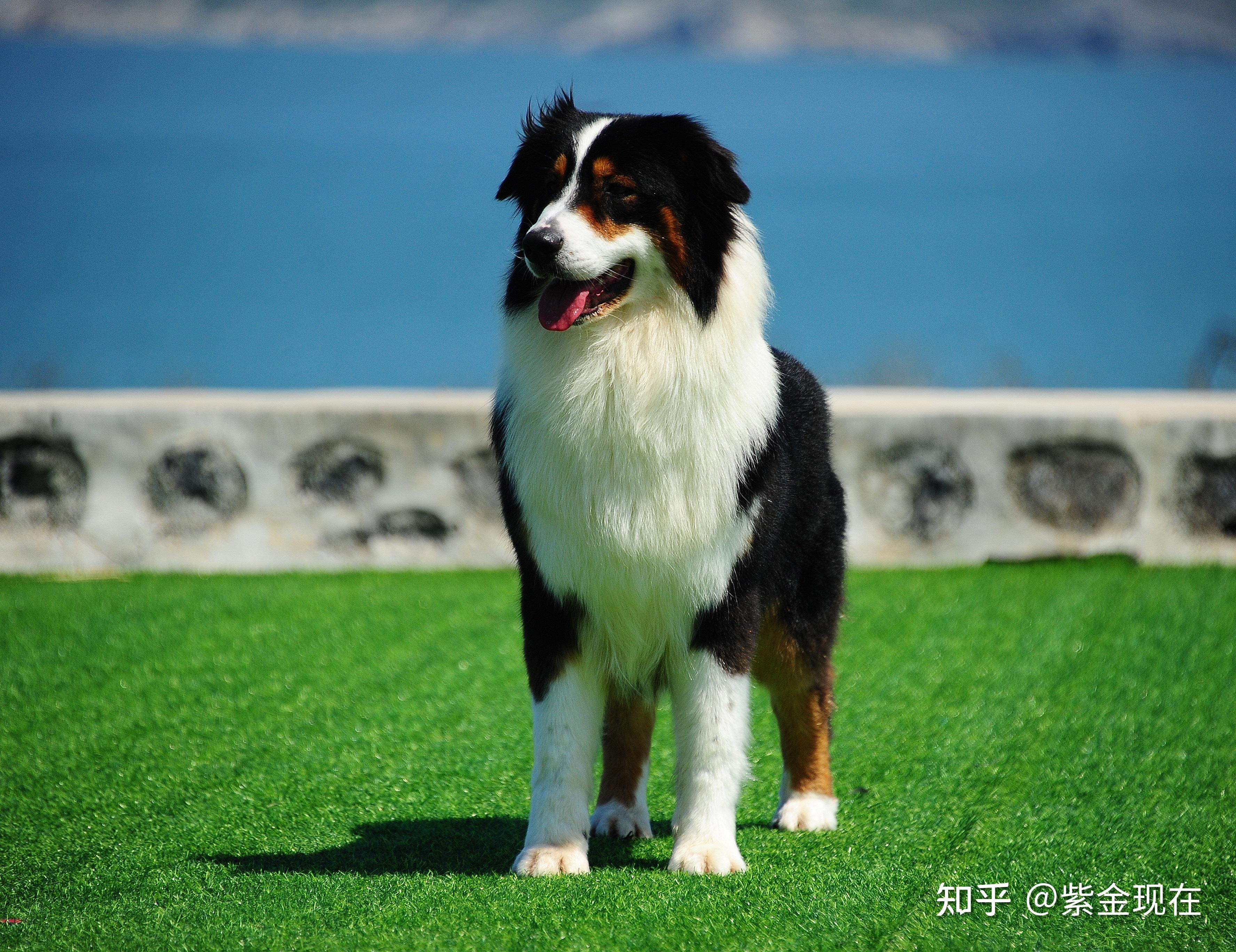 澳大利亞牧羊犬(澳牧),你有見過實體麼? - 知乎