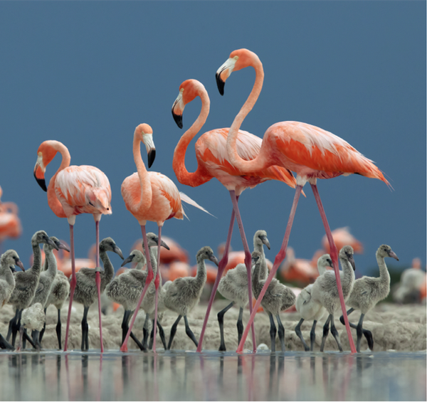 欣赏下动物幼崽的珍贵瞬间~刚刚断奶的「格陵兰海豹」宝宝肤如凝脂,目