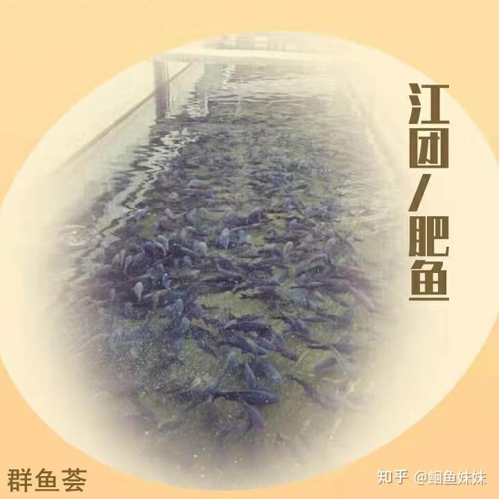 江团养殖方法 - 知乎