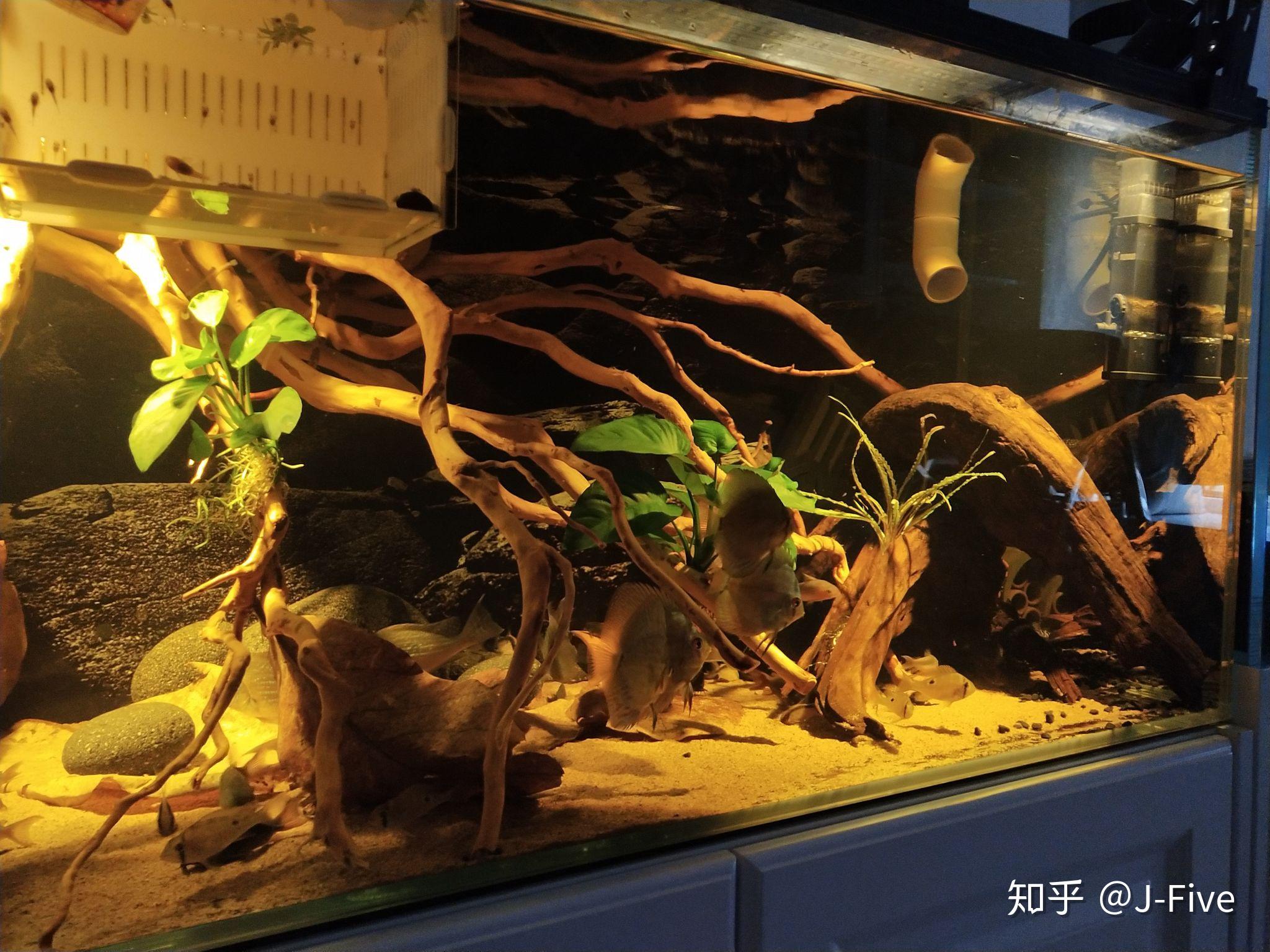 刚买的1206140的底滤鱼缸想做南美造景养什么鱼好看而且群游