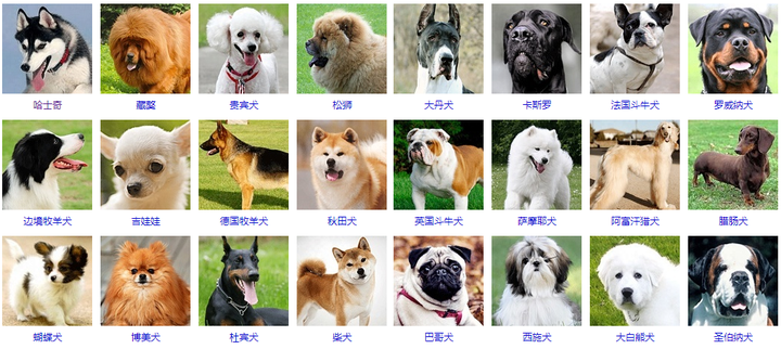 [狗子的品种]常见狗子品种盘点，你适合养哪种呢？ - 知乎