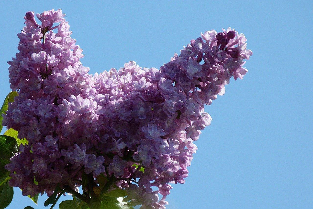 南昌丁香怡景二手房价