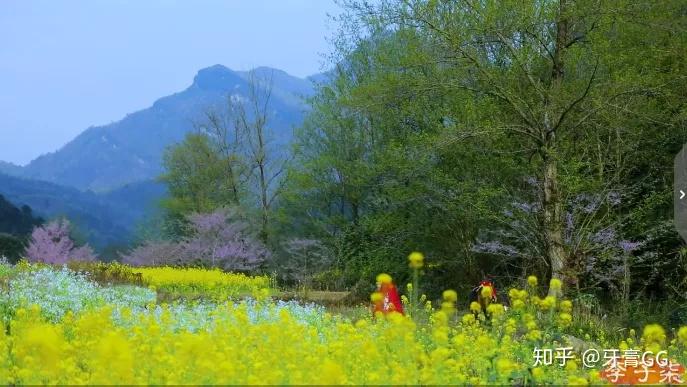 李子柒春日鮮花宴火爆全網名門澤佳315網幾個鏡頭治癒千萬人