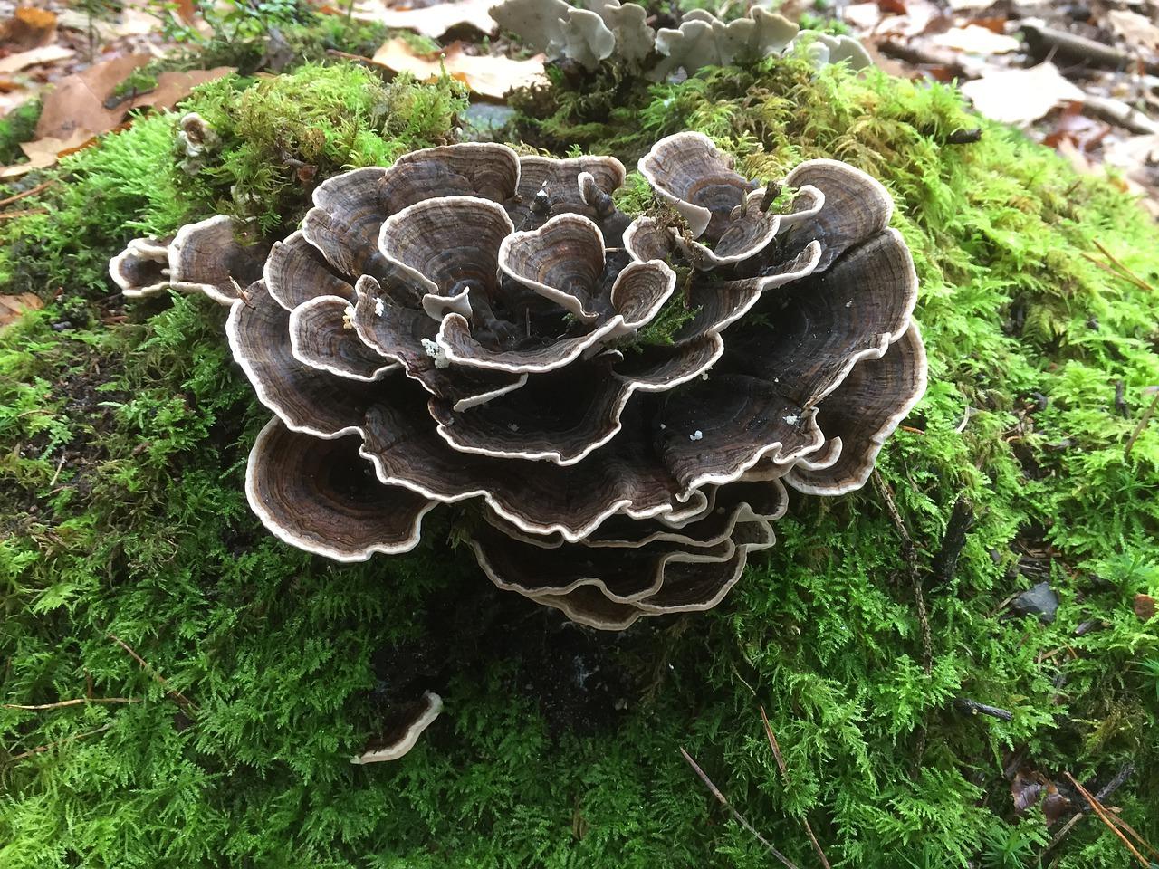 3. 冷水泡发小窍门