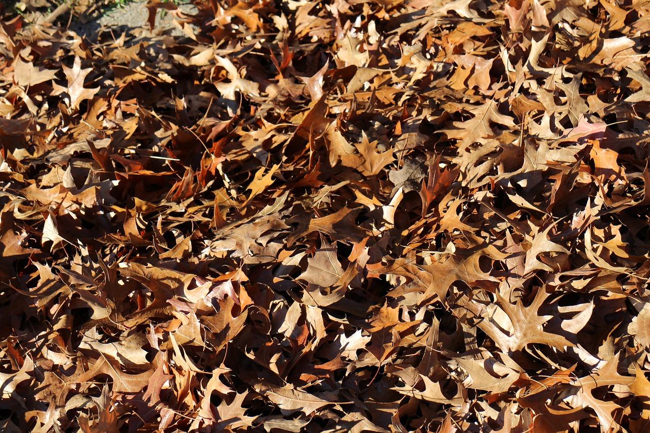 落叶之旅，见证四季