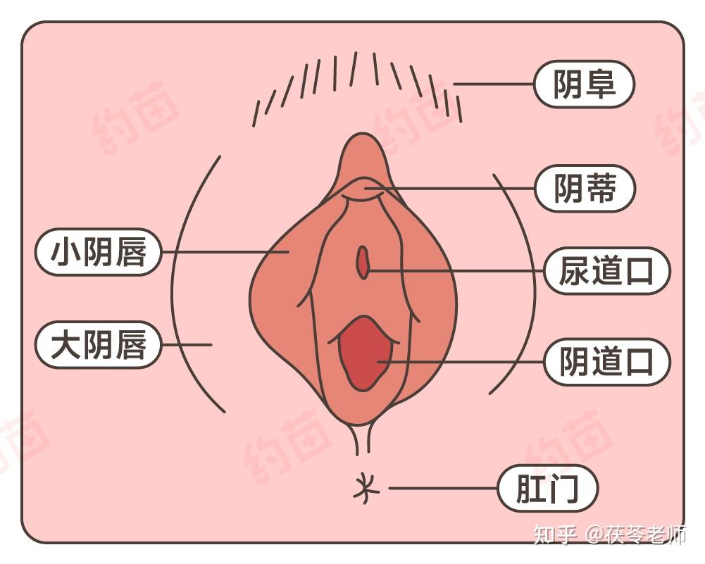 小阴唇 女孩子的阴唇，到底有多少种形状？（女生特供版） - 知乎