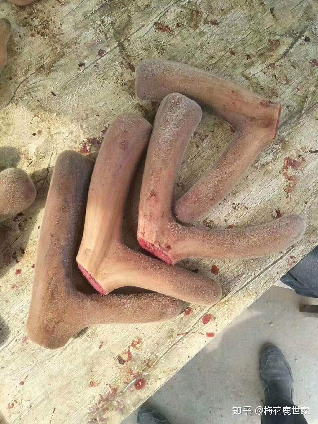 鹿角和鹿茸有什么区别