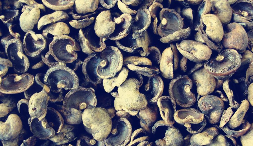 不过腰果壳油是重要的经济物质,可以用来做杀虫剂,或者加工油漆,轮胎