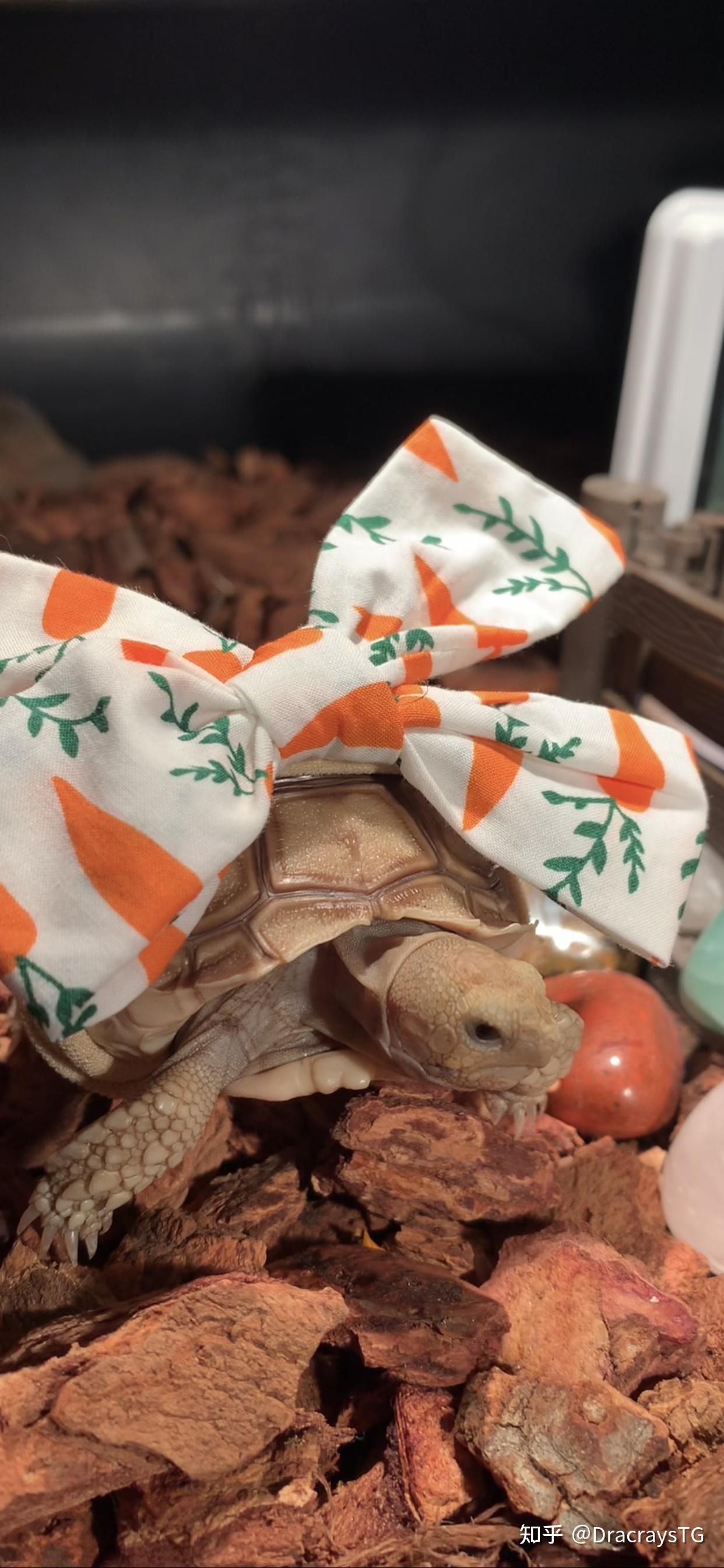 苏卡达洗澡澡篇