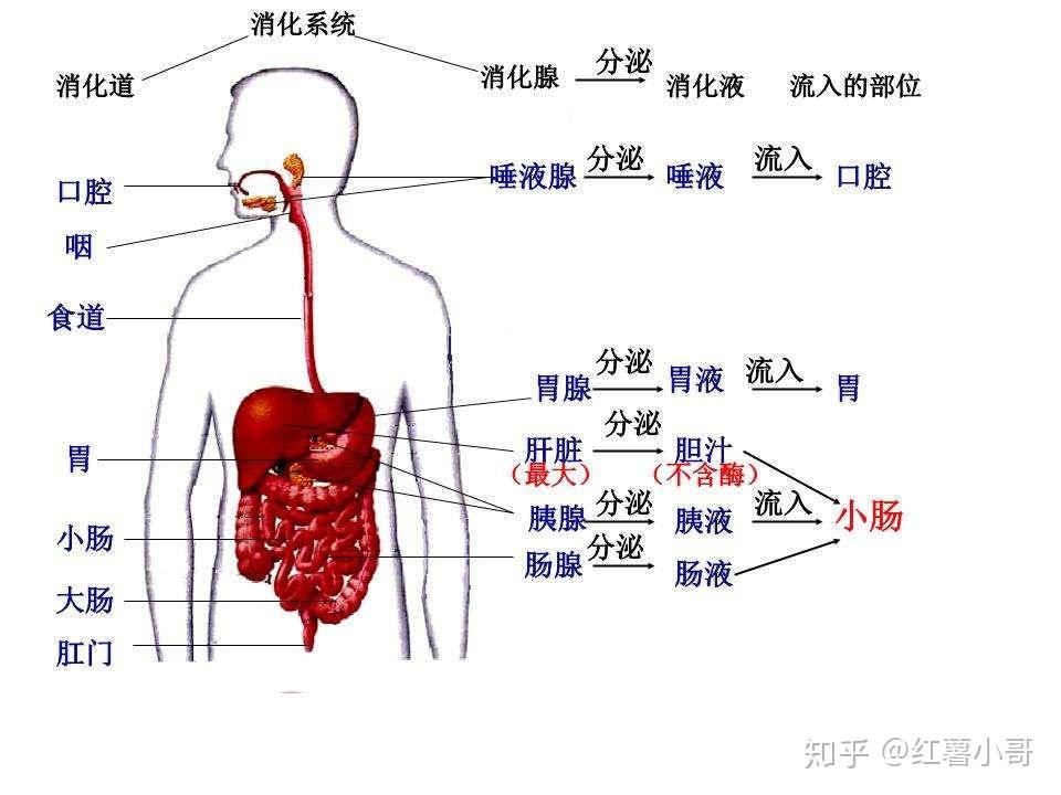 人体腺体的分布图图解图片
