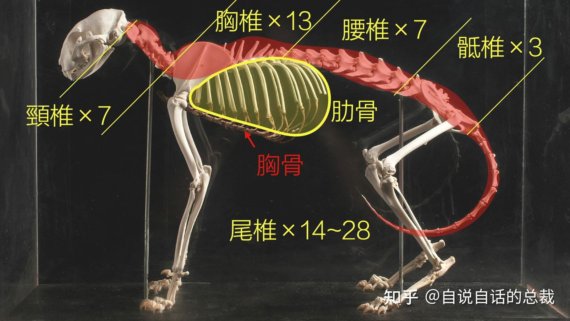 猫肩胛骨突出图片