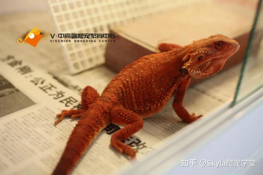 Viserion:鬃狮蜥的颜色品种分类 - 知乎
