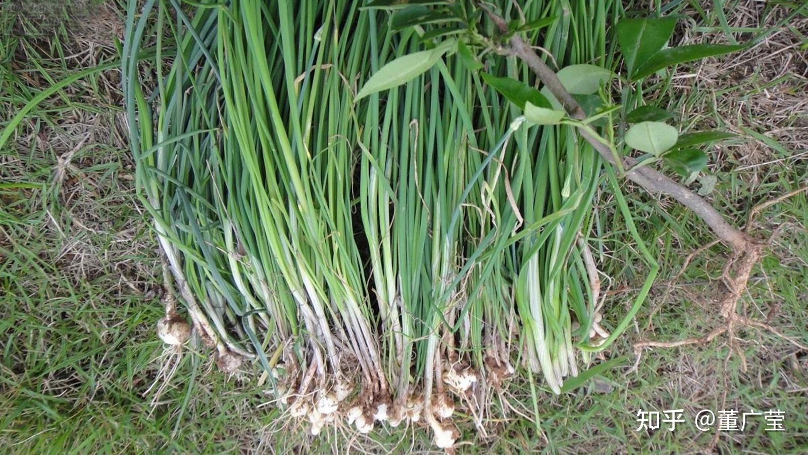 野葱苔图片