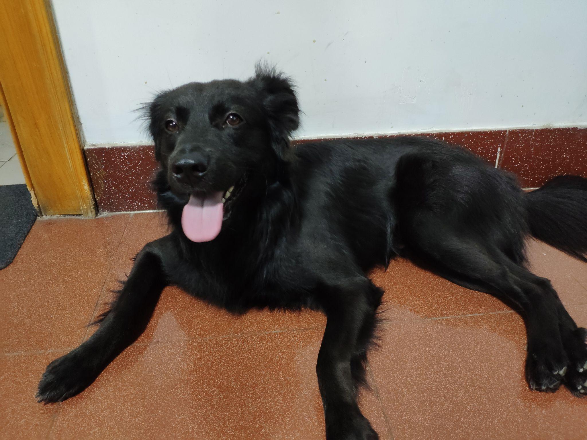 拉布拉多和金毛杂交长什么样子? - 知乎