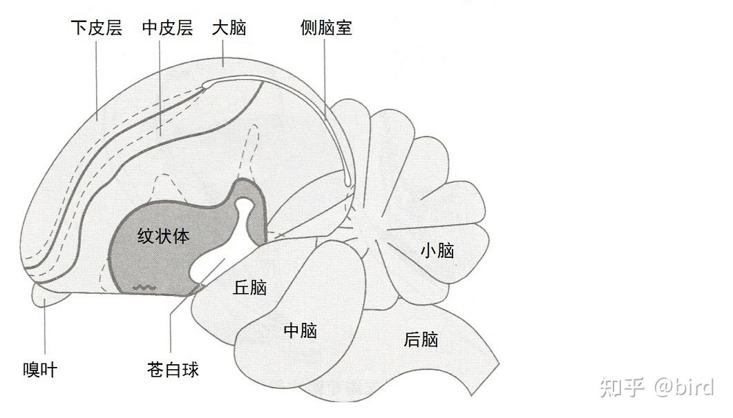 人脑简图图片