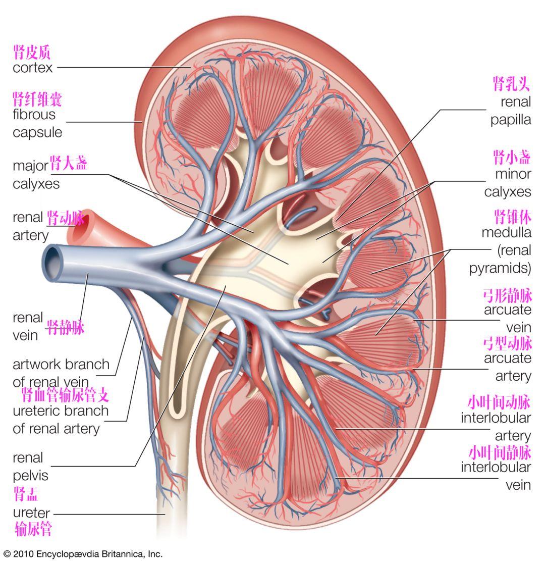 双肾结构图片