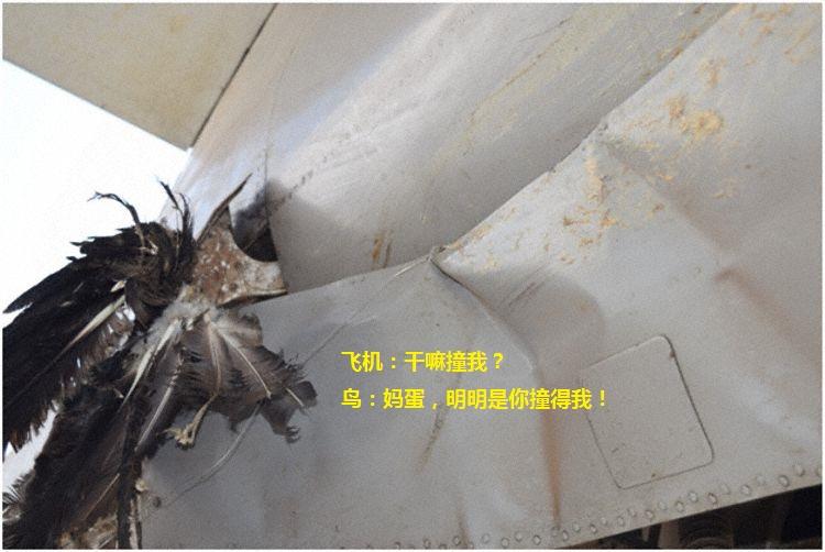 首先,确切的说不应该是鸟撞飞机,应该是飞机撞鸟,因为飞机可比鸟快多