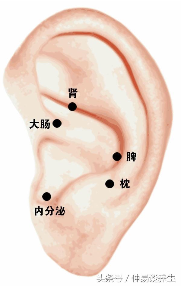 中医中药针灸耳针疗法有效治疗老慢支、慢性支气管炎、慢性支气管哮喘