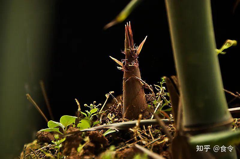 惊蛰食肉味而不见肉独挑春味大梁的时令好味