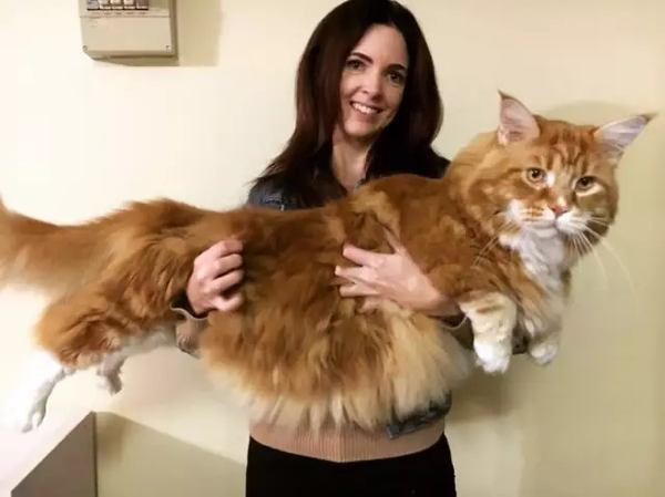 见过身长1米2的大猫吗?这里就有一只(居然还抱得动!) - 知乎