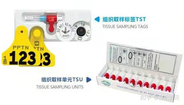 利用动物标签读卡器优化生猪育种工作 知乎