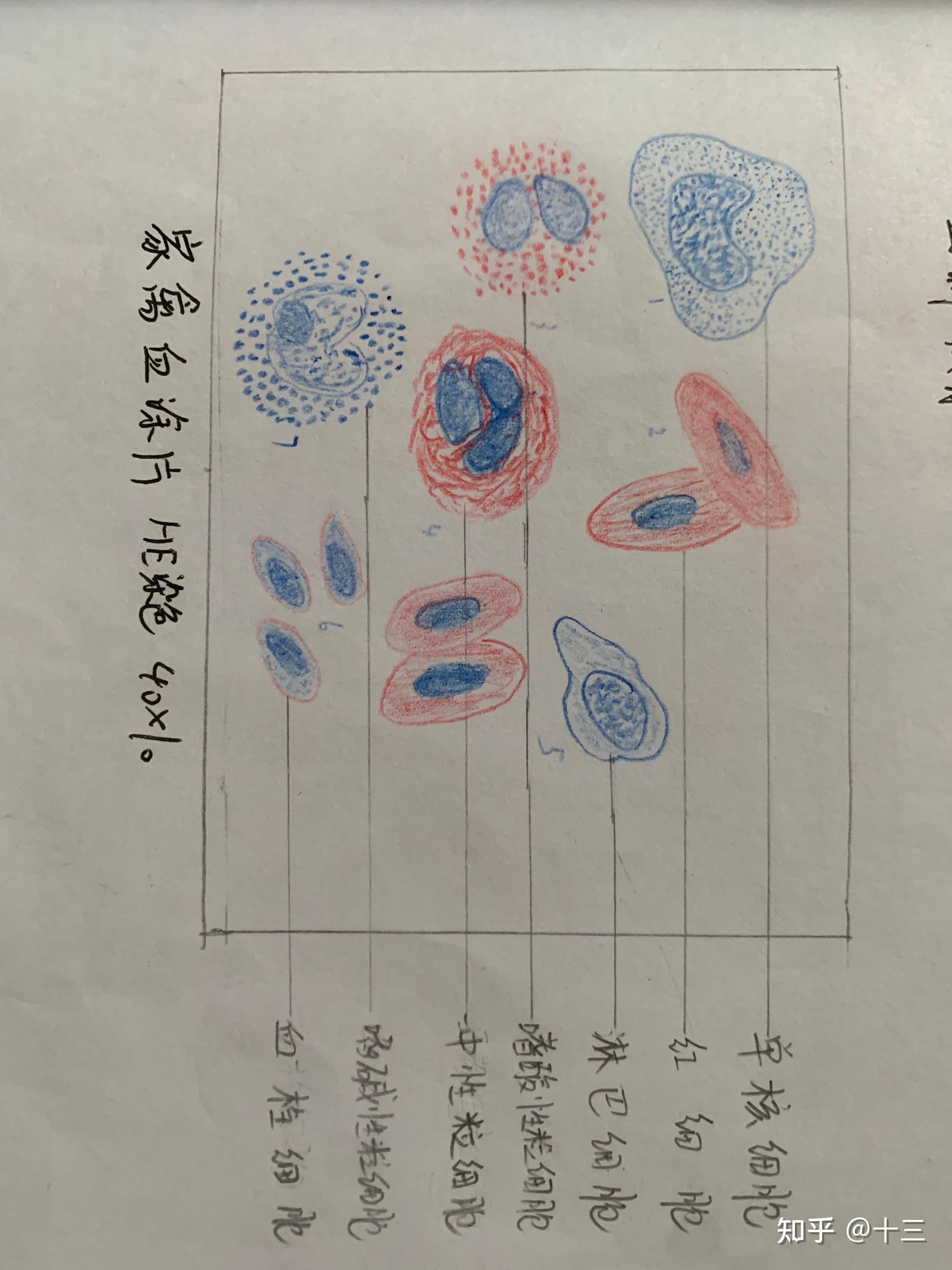 有没有疏松结缔组织切片图红蓝铅笔绘图哇? - 知乎