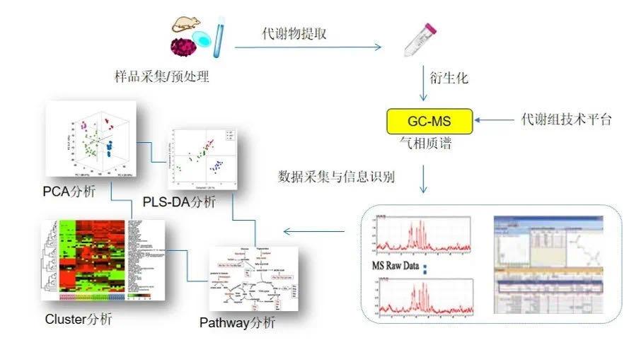 代谢组学技术 | GC-MS非靶向代谢组学原理及应用 - 知乎