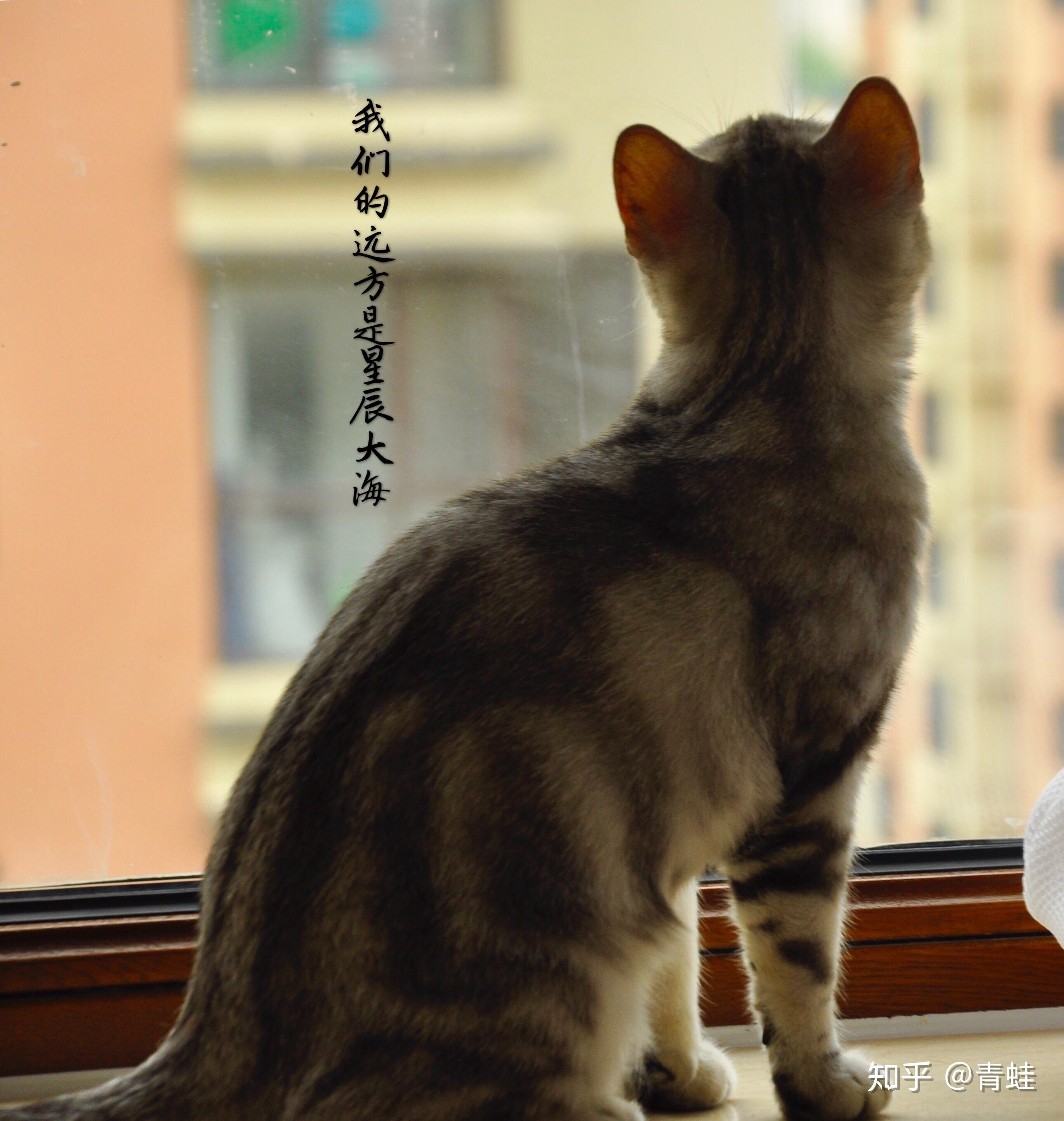 猫咪望着远方发呆的时候它心里在想什么