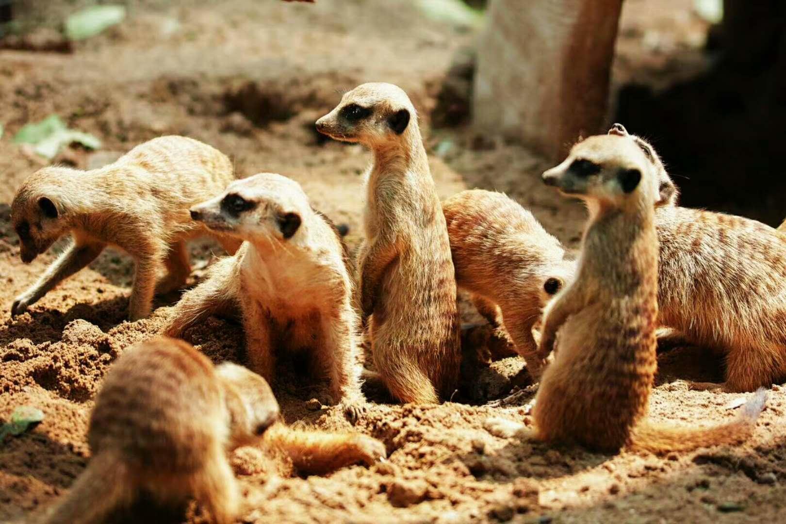 哪款微单或者卡片机能提升这些画面的质量?附