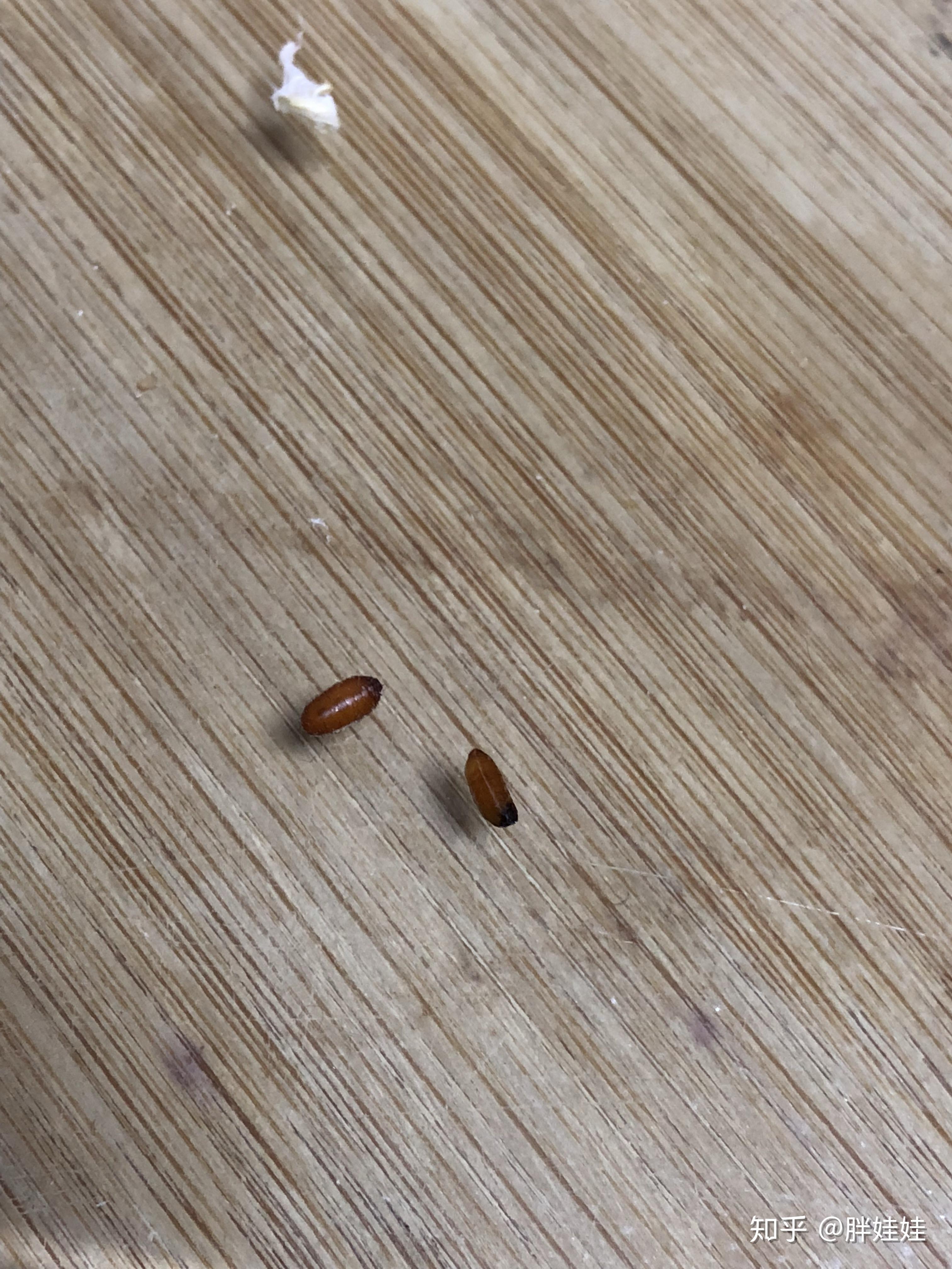 茶几上发现褐色疑似虫卵是什么虫子啊两颗米粒大小头部棕黑色