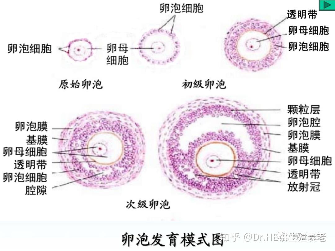 卵子不成熟能做试管吗