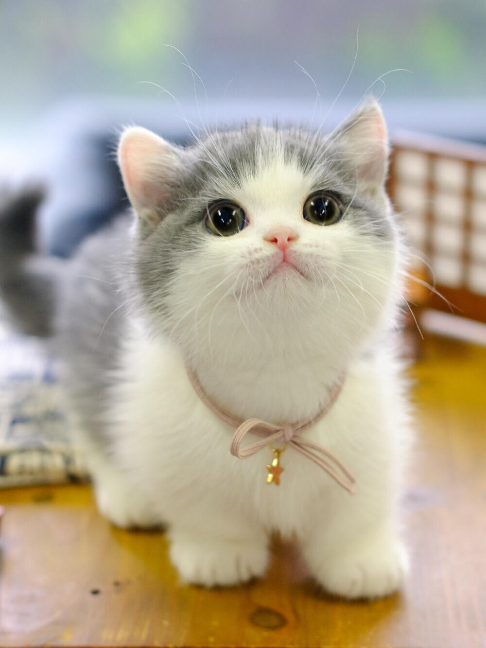 有没有敲可爱的猫咪头像? - 知乎