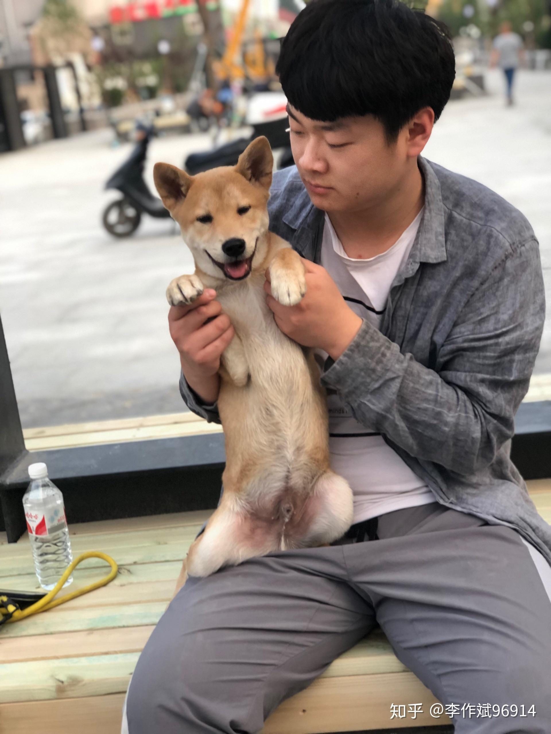 5个半月的柴犬身高42体重18斤身子很长腿也很长是不是串啊