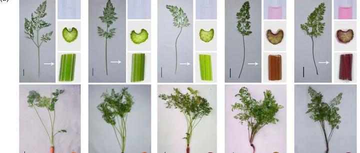 【PLANT CELL ENVIRON】MYB激活DcMYB11c调节胡萝卜花青素在叶柄中的积累 - 知乎