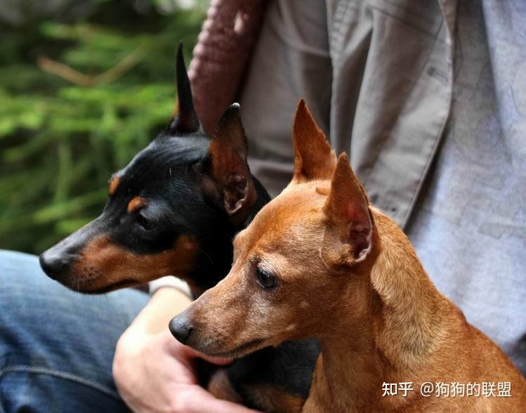 杜宾犬在“保护你”,会有这些行为,是你的好保镖 - 知乎