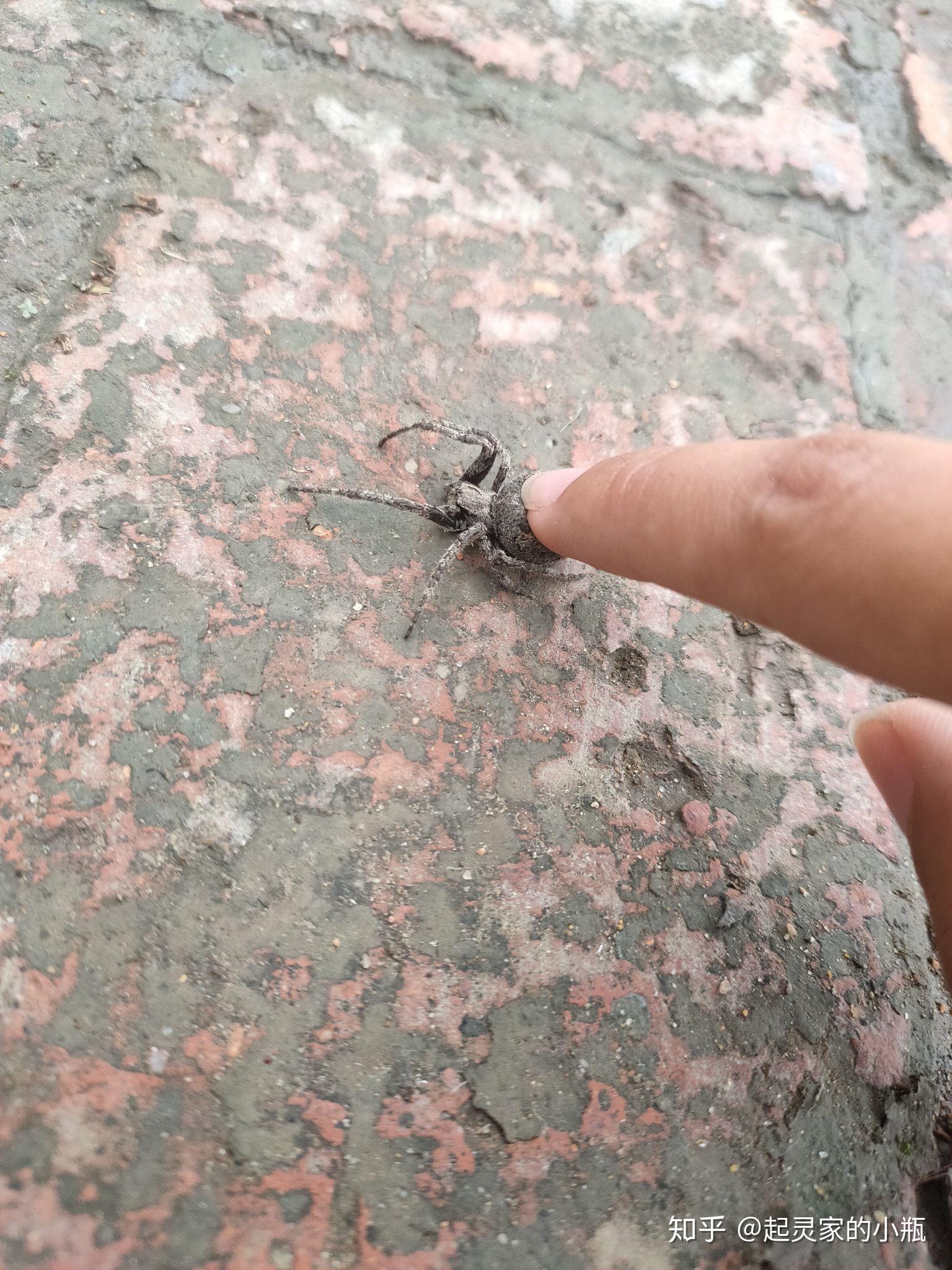 有没有女生踩死过虫子的?