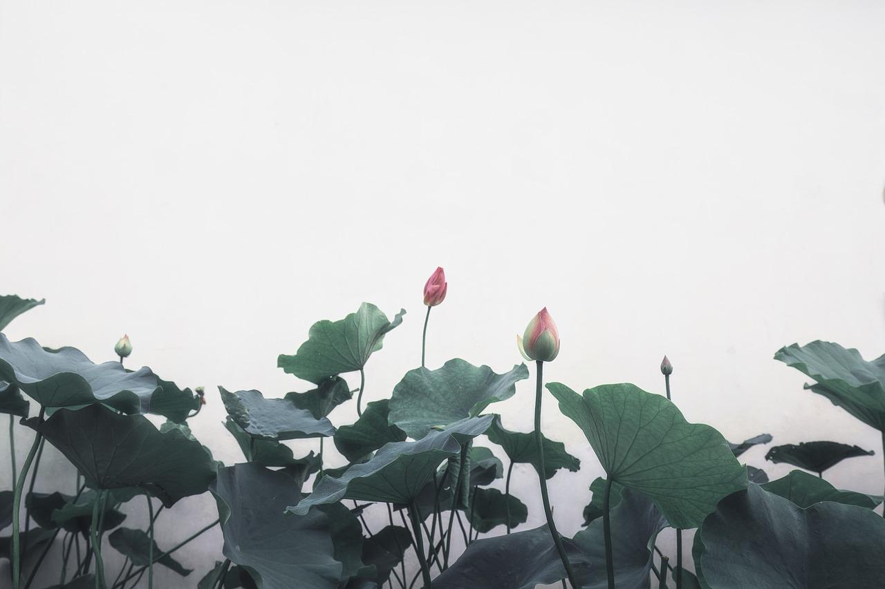 国画荷花怎么画