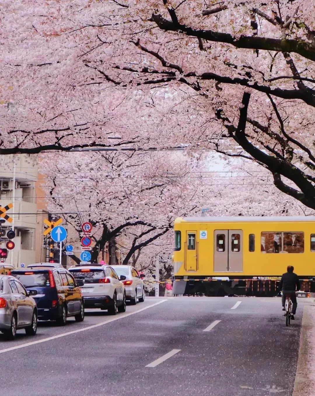 电车开进樱花林,这不就是最唯美的日剧场景吗?
