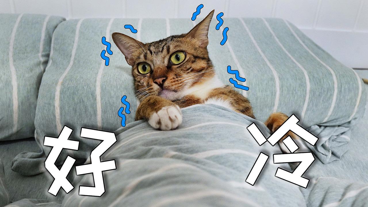 广东降温了猫咪躲在被窝里抱紧主人真的是又嗲又萌