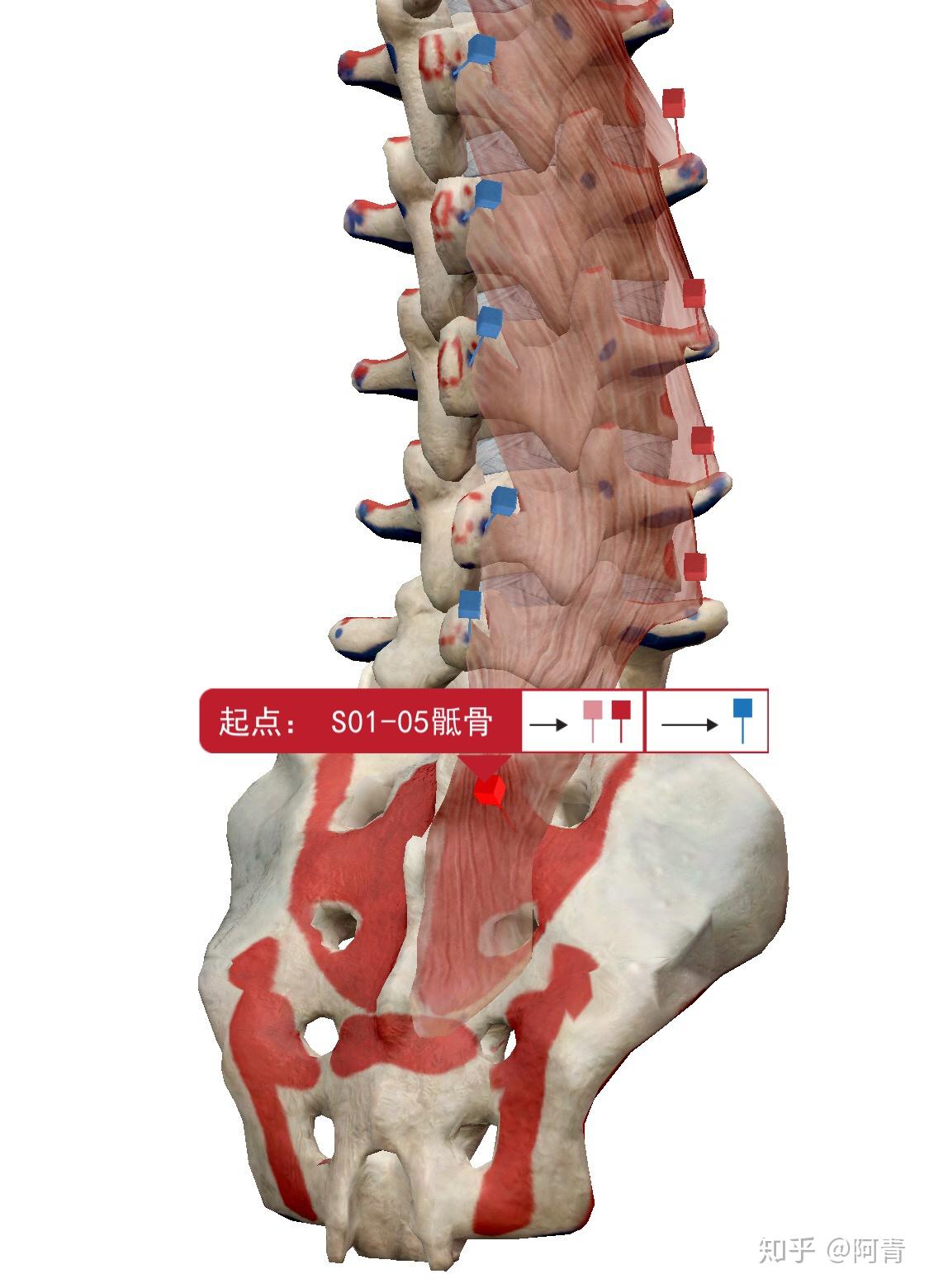 多裂肌的起止点