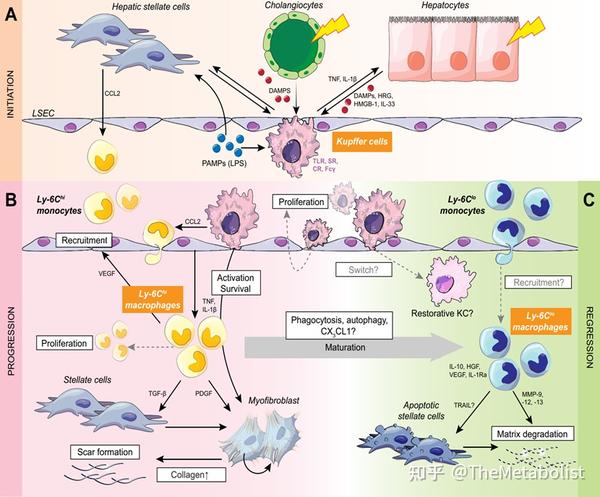 代谢学人--Nature Metabolism:寒冷抗炎新机制 - 知乎