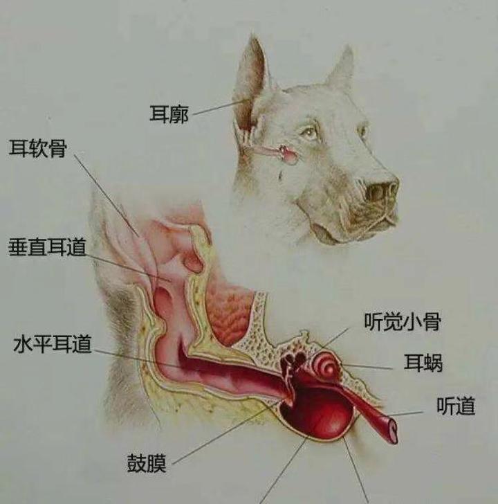 医院实录 犬耳道清理 知乎