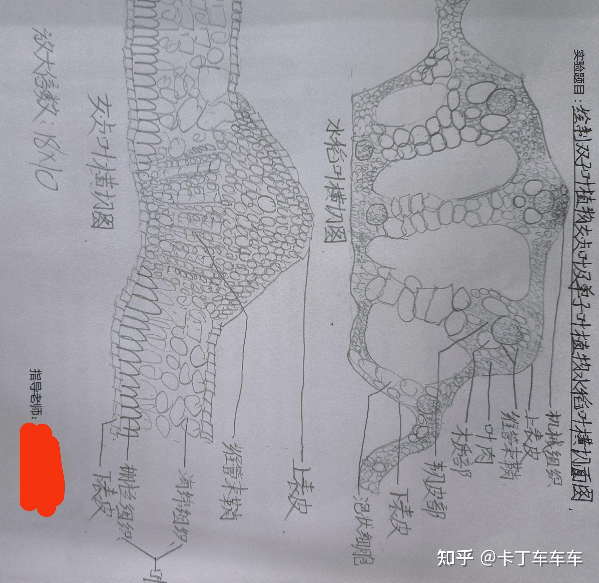 水稻叶横切结构示意图图片