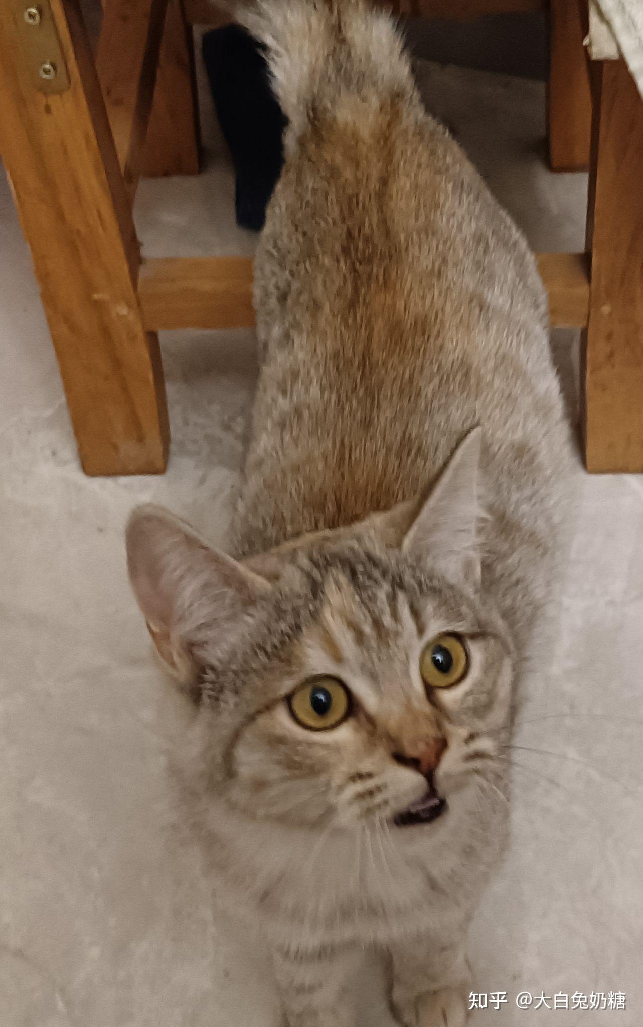 这个是银渐层和橘猫的的串吗? - 知乎