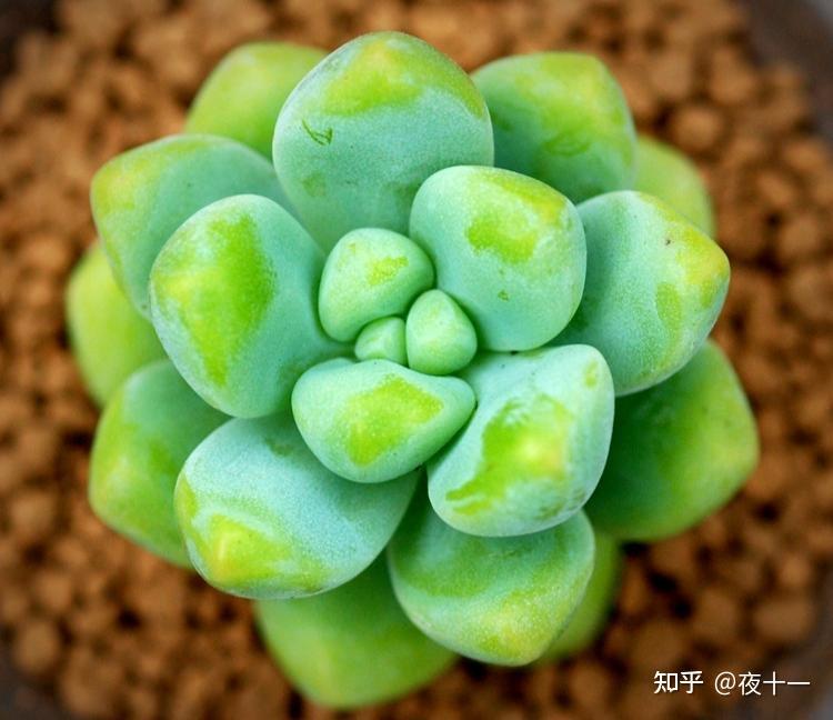 多肉补全计划天使之泪