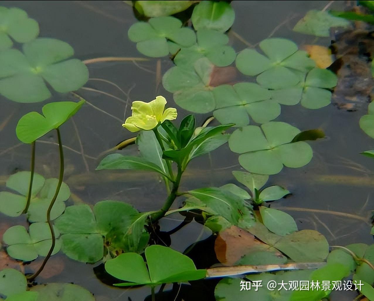 这些园林景观中常见水生植物你知道几个,难以抗拒的柔和水美 