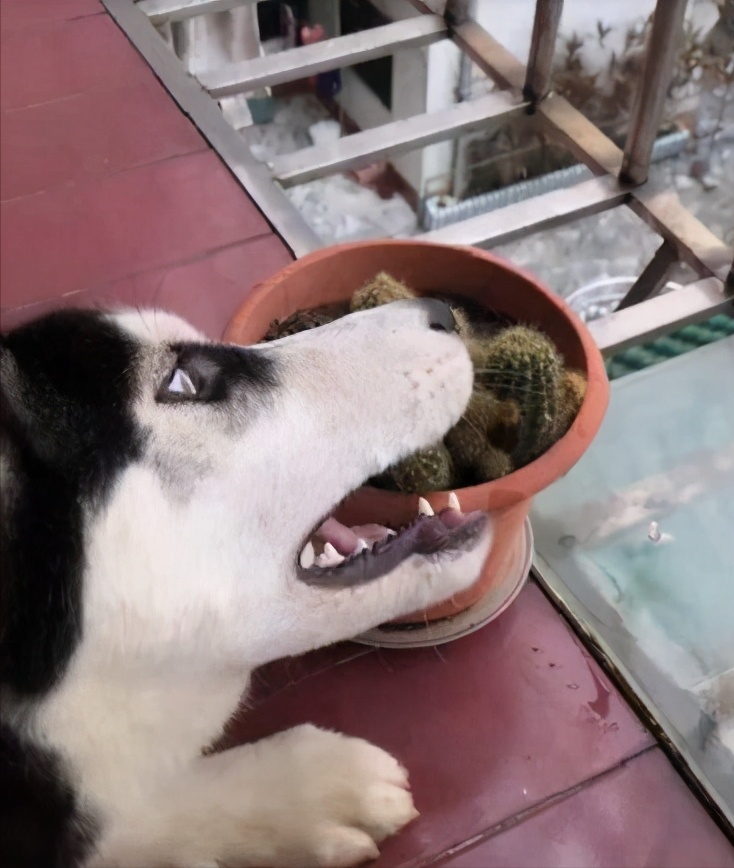 有苦衷的细数哈士奇啃东西的六大缘由