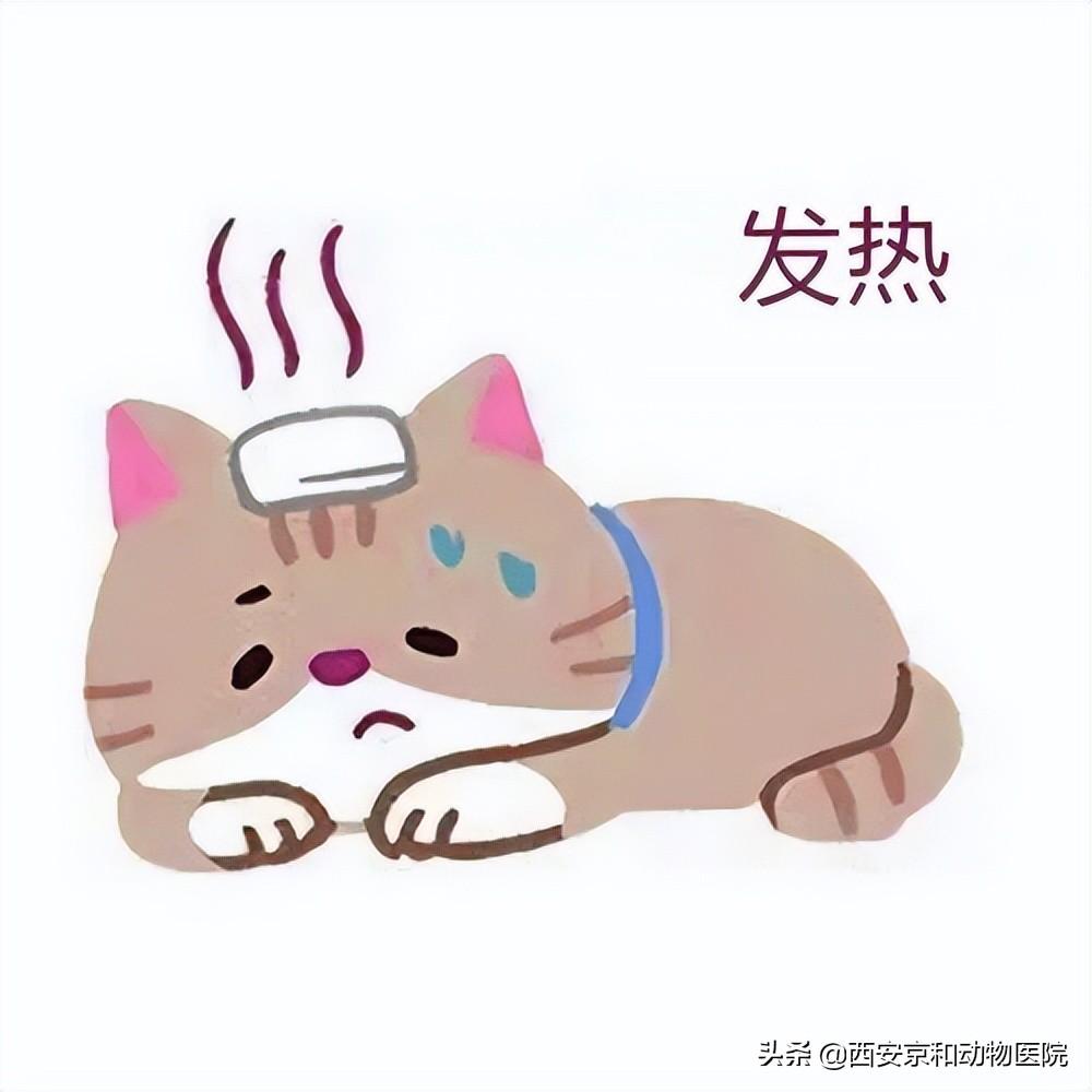猫瘟初期有哪些症状?