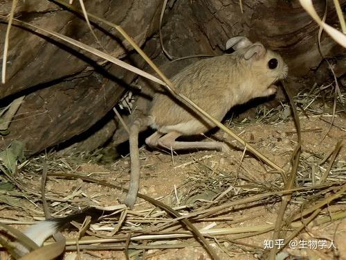 啮齿动物之八：你看过这么漂亮的跳鼠、盲鼹鼠、刺山鼠图片吗？ - 知乎
